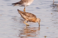 Limnodromus griseus hendersoni