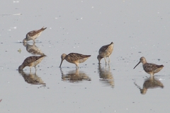 Limnodromus griseus hendersoni