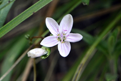 Claytonia rosea