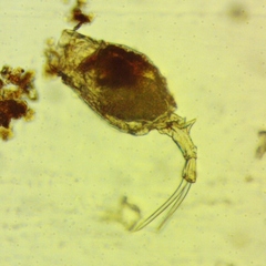 Trichotria tetractis