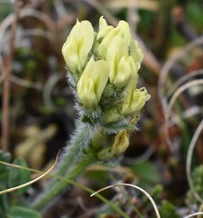 Oxytropis maydelliana