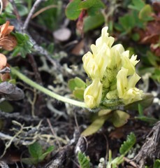 Oxytropis maydelliana