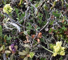 Oxytropis maydelliana
