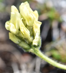 Oxytropis maydelliana