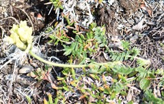 Oxytropis maydelliana
