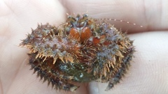 Acantholithodes hispidus