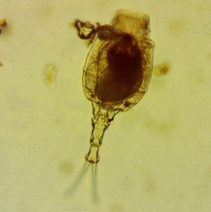 Trichotria tetractis