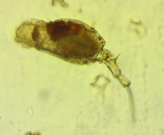 Trichotria tetractis