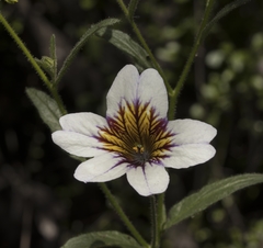 Salpiglossis sinuata