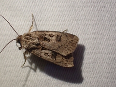 Agrotis ruta
