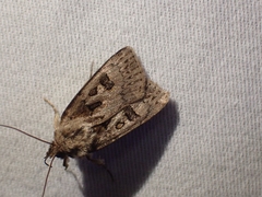 Agrotis ruta