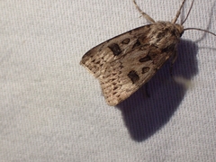 Agrotis ruta