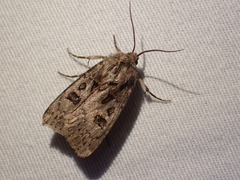 Agrotis ruta