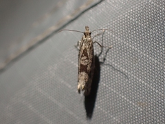 Ypsolopha dorsimaculella