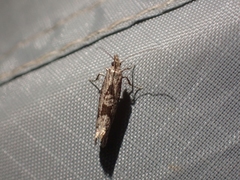 Ypsolopha dorsimaculella