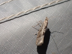 Ypsolopha dorsimaculella