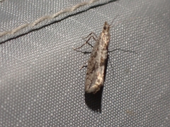 Ypsolopha dorsimaculella