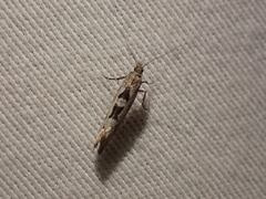 Ypsolopha dorsimaculella