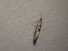 Ypsolopha dorsimaculella