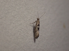 Ypsolopha dorsimaculella