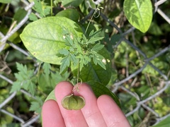 Cardiospermum microcarpum