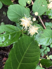 Campomanesia xanthocarpa