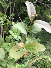 Campomanesia xanthocarpa