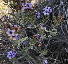 Halgania andromedifolia