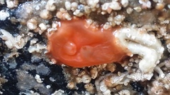 Cnemidocarpa finmarkiensis