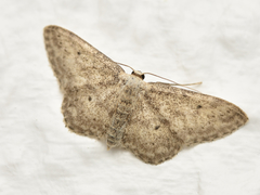 Idaea seriata