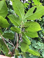 Campomanesia xanthocarpa