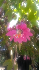Passiflora × rosea