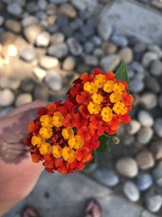 Lantana