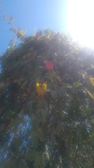 Passiflora × rosea