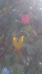 Passiflora × rosea