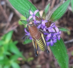 Perixerus