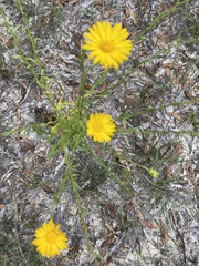 Chrysopsis lanuginosa