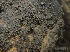 Mesabolivar tandilicus