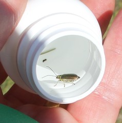 Trirhabda luteocincta