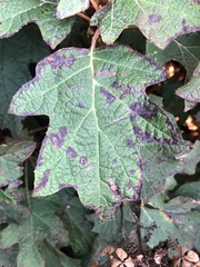 Cercospora hydrangeae