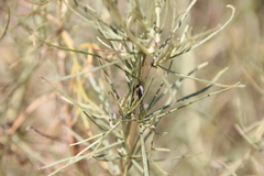 Trirhabda luteocincta