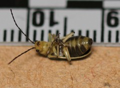 Trirhabda luteocincta