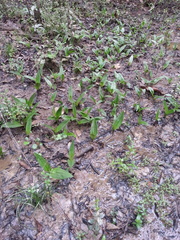 Platanthera flava flava