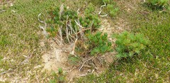 Suaeda australis