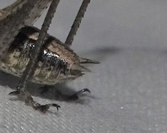 Yersinella beybienkoi