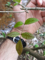 Fraxinus caroliniana