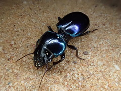 Carenum iridescens