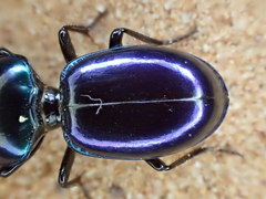 Carenum iridescens