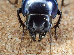 Carenum iridescens