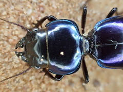 Carenum iridescens